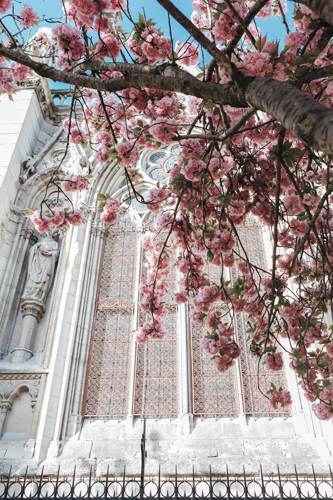 Cherry blossoms bloom over Notre Dame de Paris, captured by travel blogger Cee Fardoe of Coco & Vera