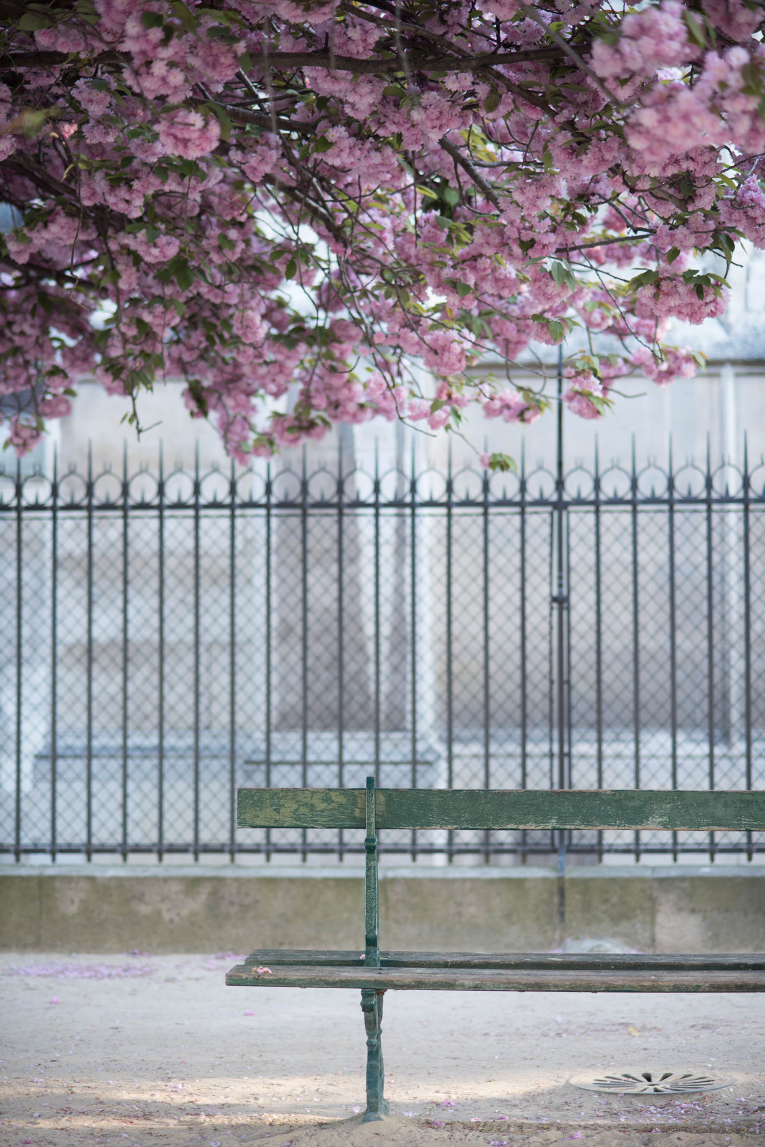 A green bench under a cherry blossom tree in Paris, captured by travel blogger Cee Fardoe of Coco & Vera