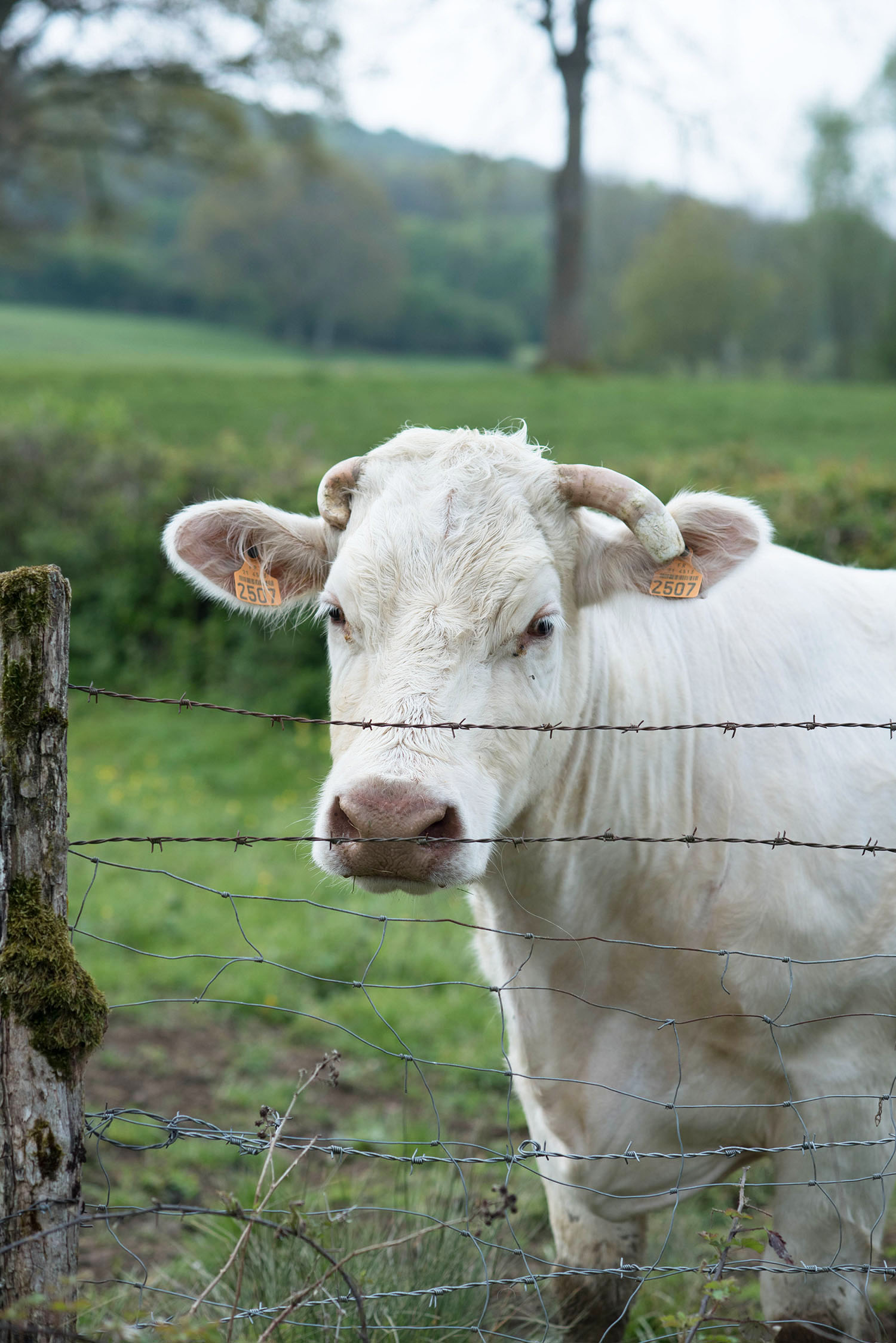 A white cow behind a fence in the Burgundy region of France, as captured by Winnipeg travel blogger Cee Fardoe of Coco & Vera