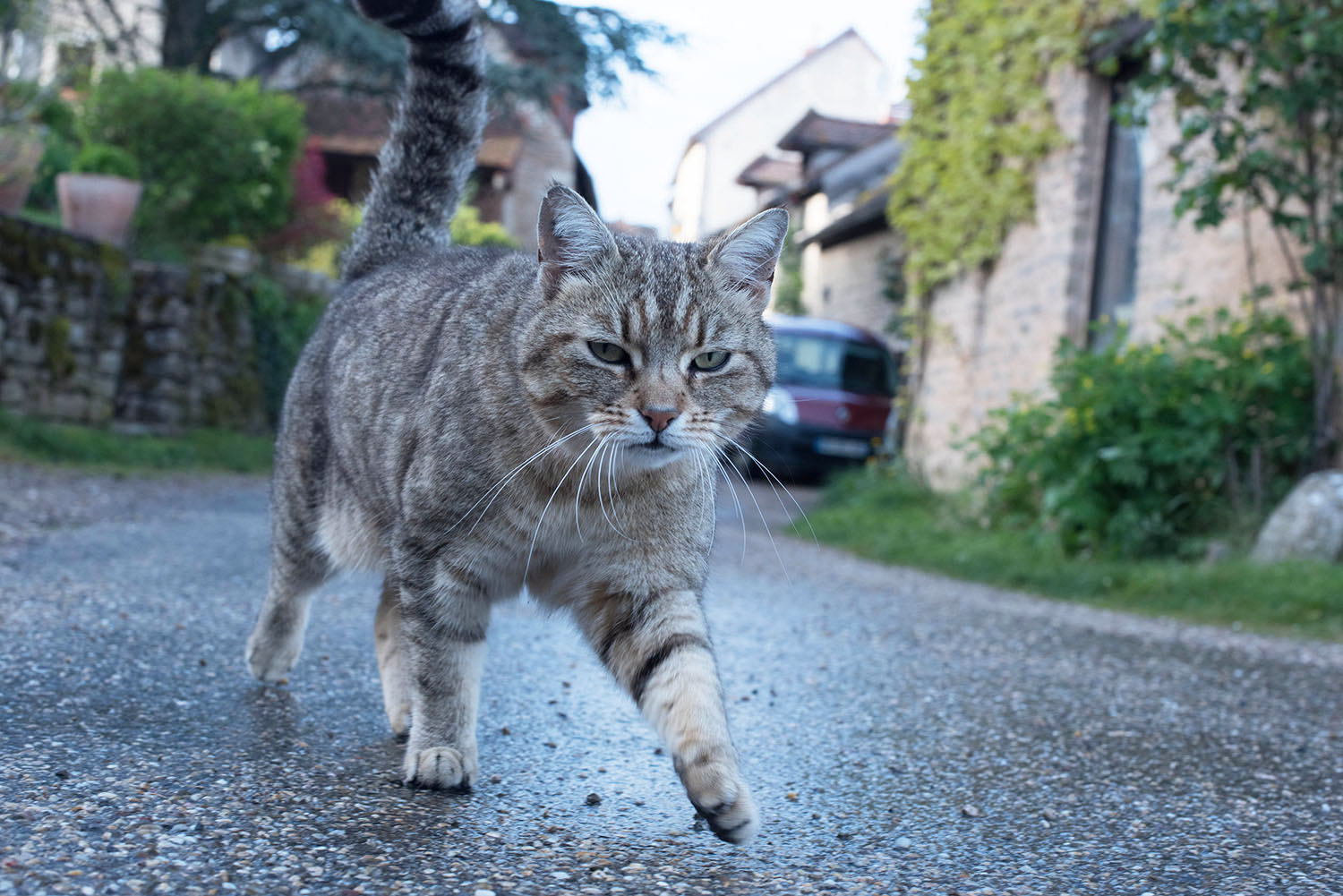 A cat walks on the streets of Chateauneuf-en-Auxois in Burgundy, as captured by travel blogger Cee Fardoe of Coco & Vera
