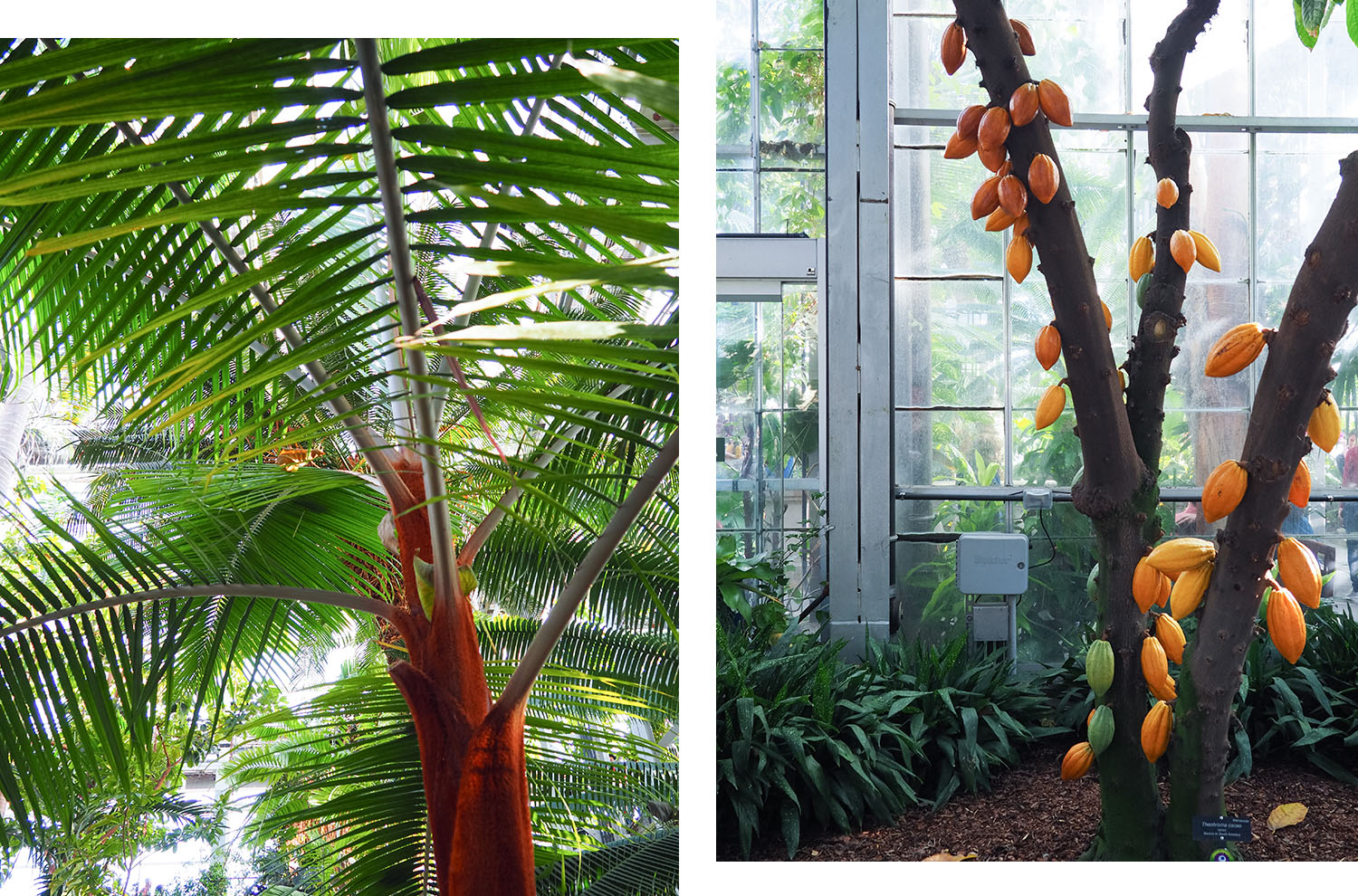 Palm and cacao trees at the United States Botanic Garden in Washington DC, as captured by travel blogger Cee Fardoe of Coco & Vera
