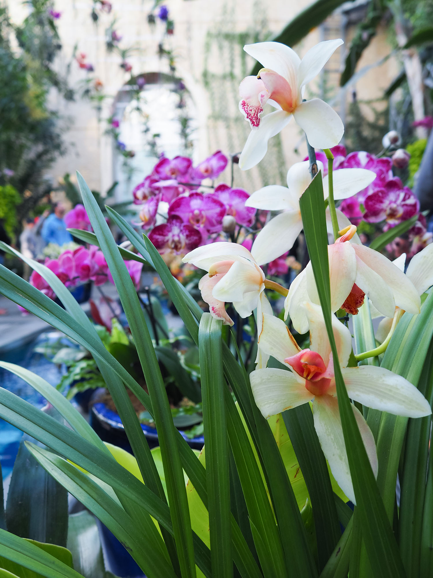 Multicoloured orchids at the United States Botanic Garden in Washington DC, as photographed by Winnipeg travel blogger Cee Fardoe of Coco & Vera