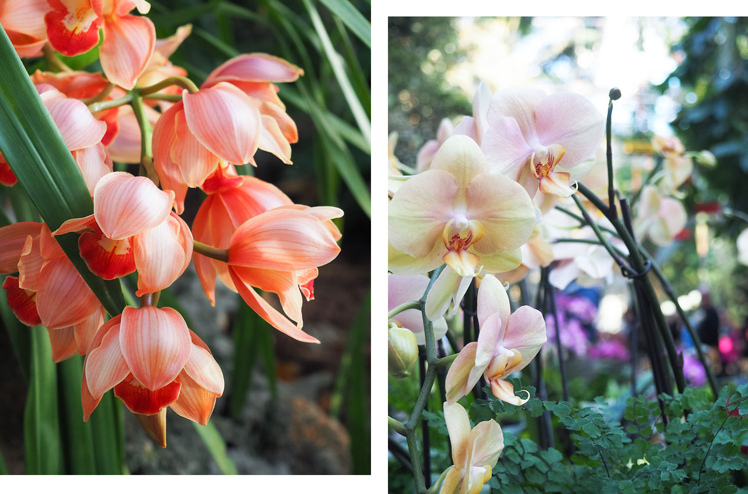 Orange and peach orchids grow at the United States Botanic Garden in Washington DC, as photographed by travel blogger Cee Fardoe of Coco & Vera