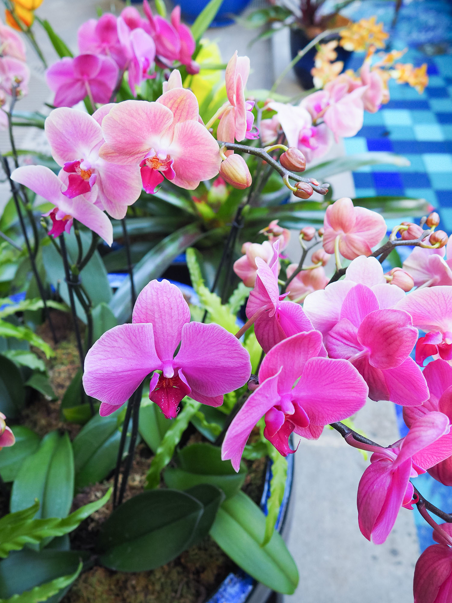Vibrant pink orchids grow at the United States Botanic Garden, photographed by Canadian travel blogger Cee Fardoe of Coco & Vera