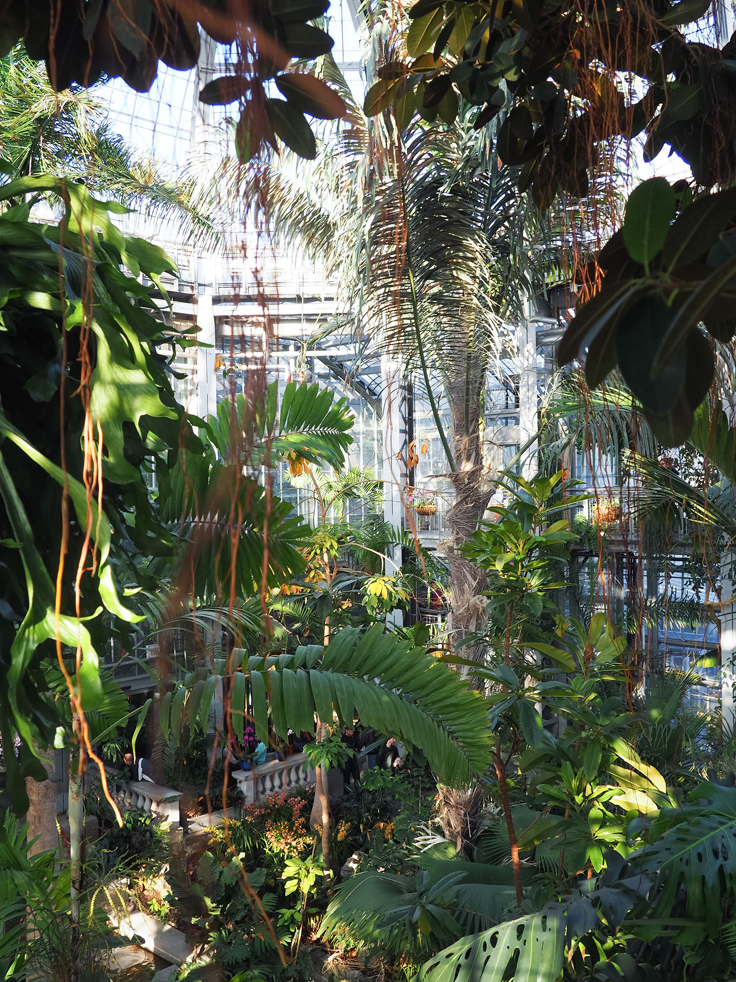 Palm trees grow in the greenhouse at the United States Botanic Garden in Washington DC, as captured by Winnipeg travel blogger Cee Fardoe of Coco & Vera