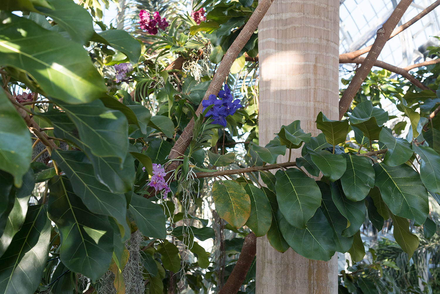 A purple orchid grows among the palms at the United States Botanic Garden in Washington DC, as photographed by Canadian travel blogger Cee Fardoe of Coco & Vera