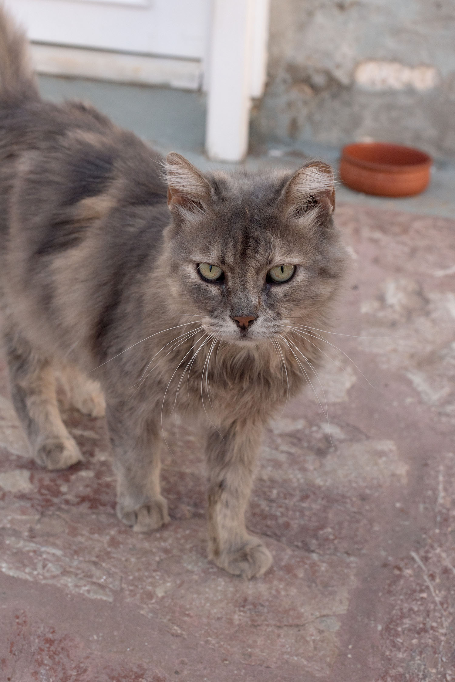 Coco & Vera - A stray tabby cat in Greece