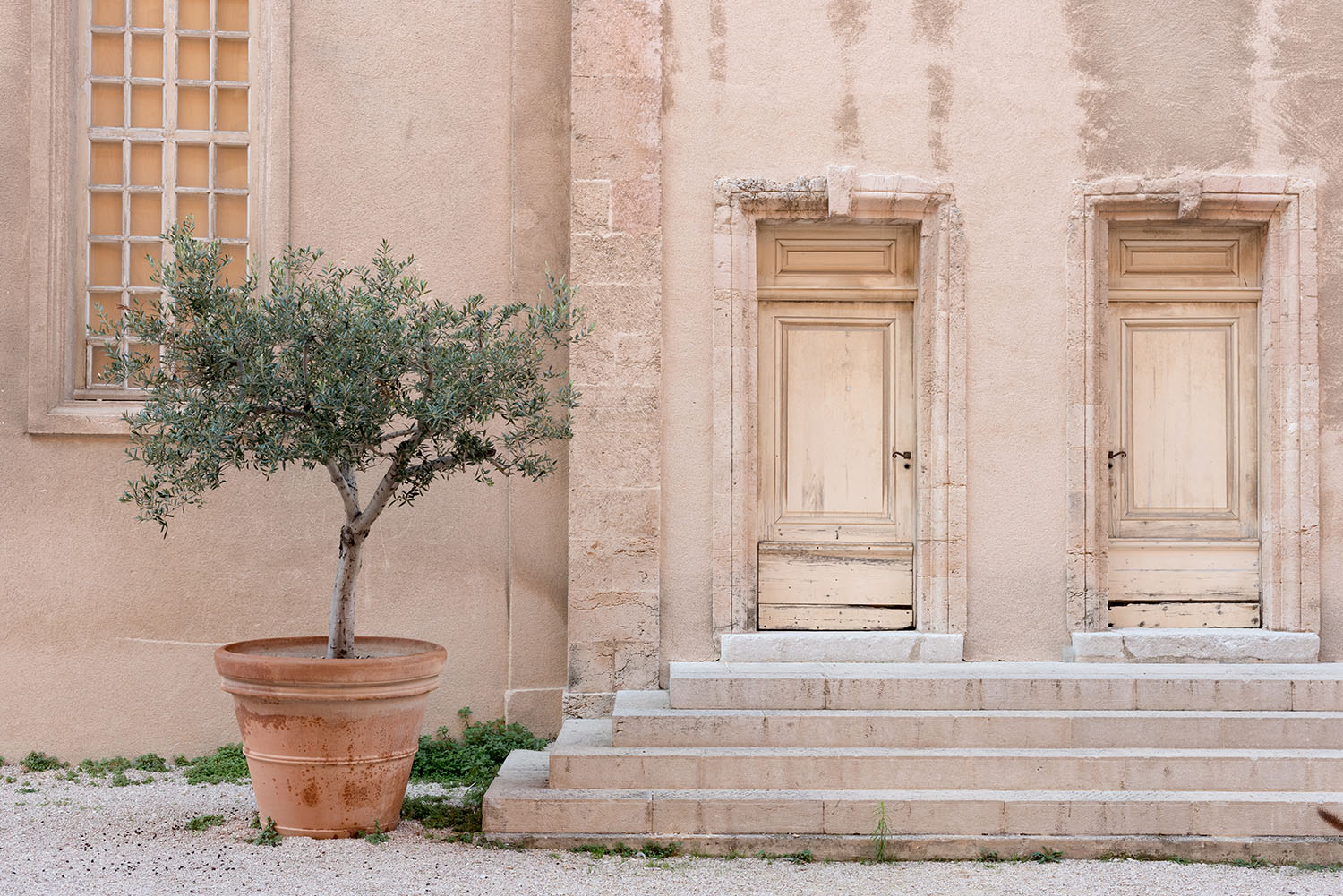 Coco & Vera - Olive tree and doors at La Vieille Charite in Marseille