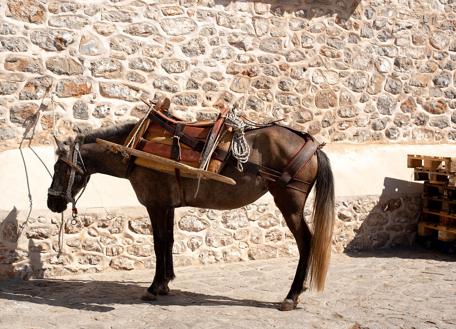 Coco & Vera - Brown horse stands in the run next to a pile of wood on Hydra in Greece