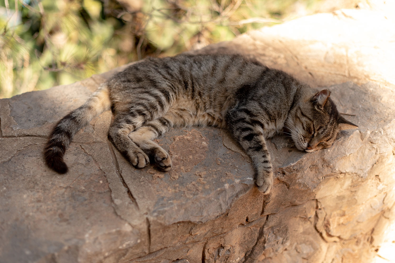 Coco & Vera - Tabby cat sleeps in the sun on Hydra in Greece