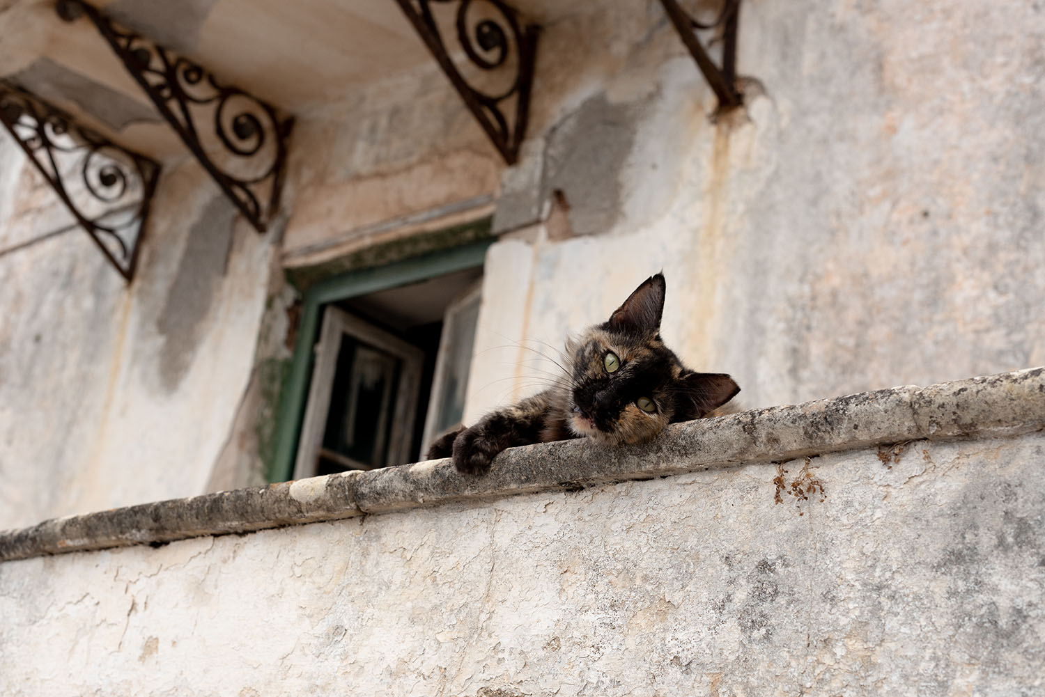 Coco & Vera - Stray cat outside a beige house on Spetses in Greece